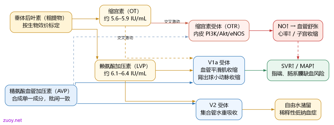 垂体后叶素与血管加压素的成分和净效应对比