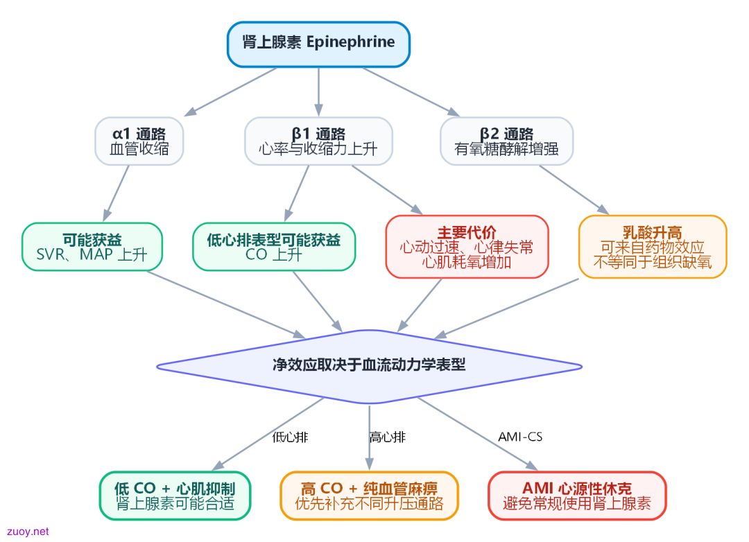 图 1|肾上腺素的净效应取决于血流动力学表型